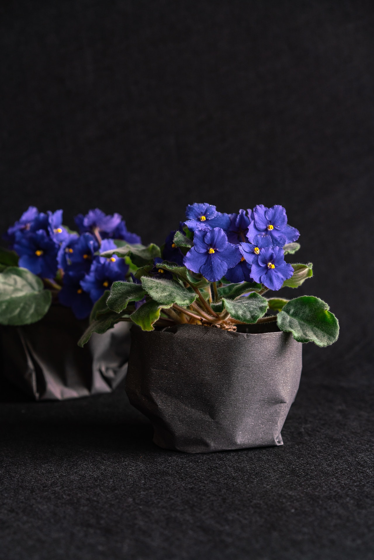 Hunter Valley African Violet Society