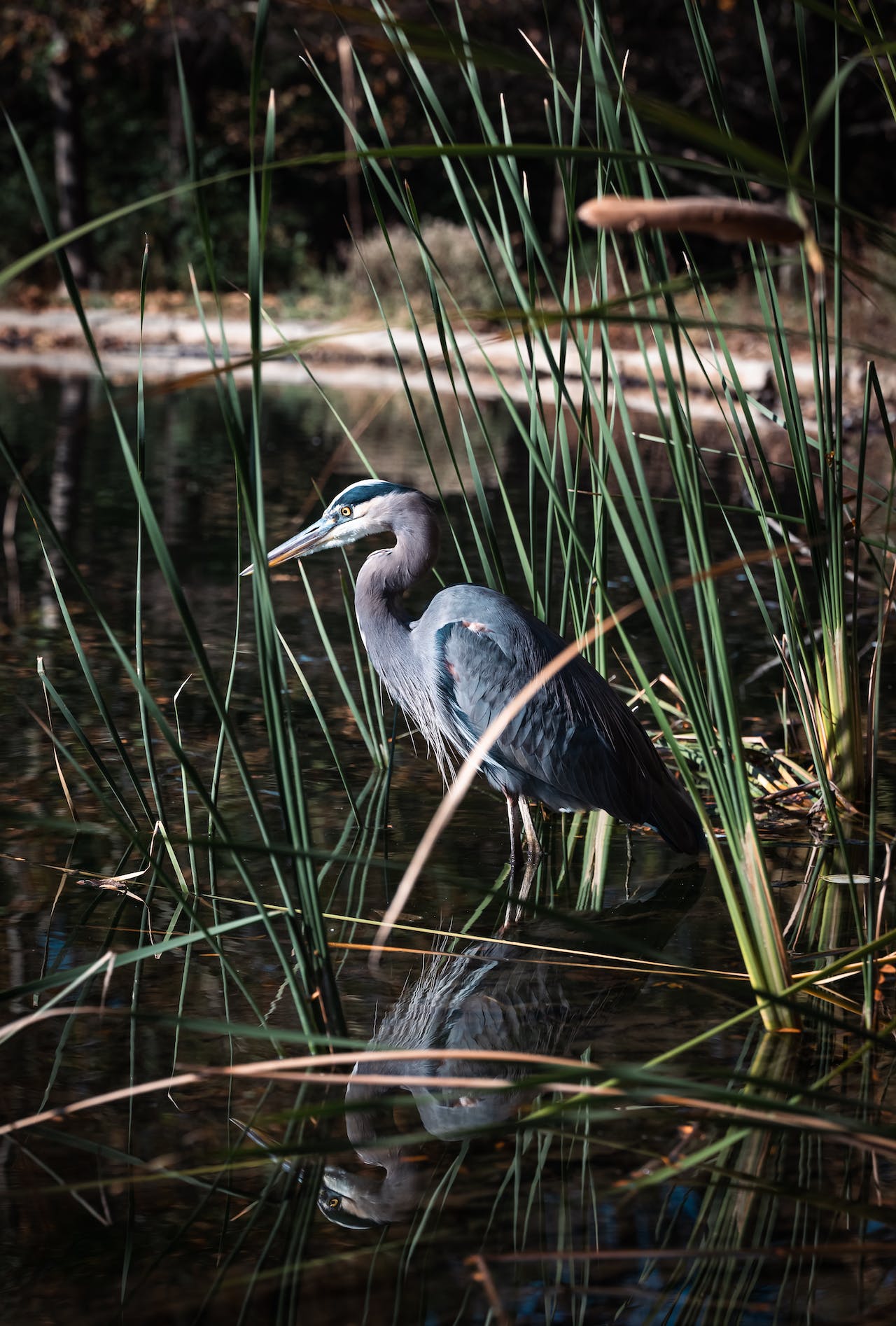 Hunter Wetlands Centre Shortland