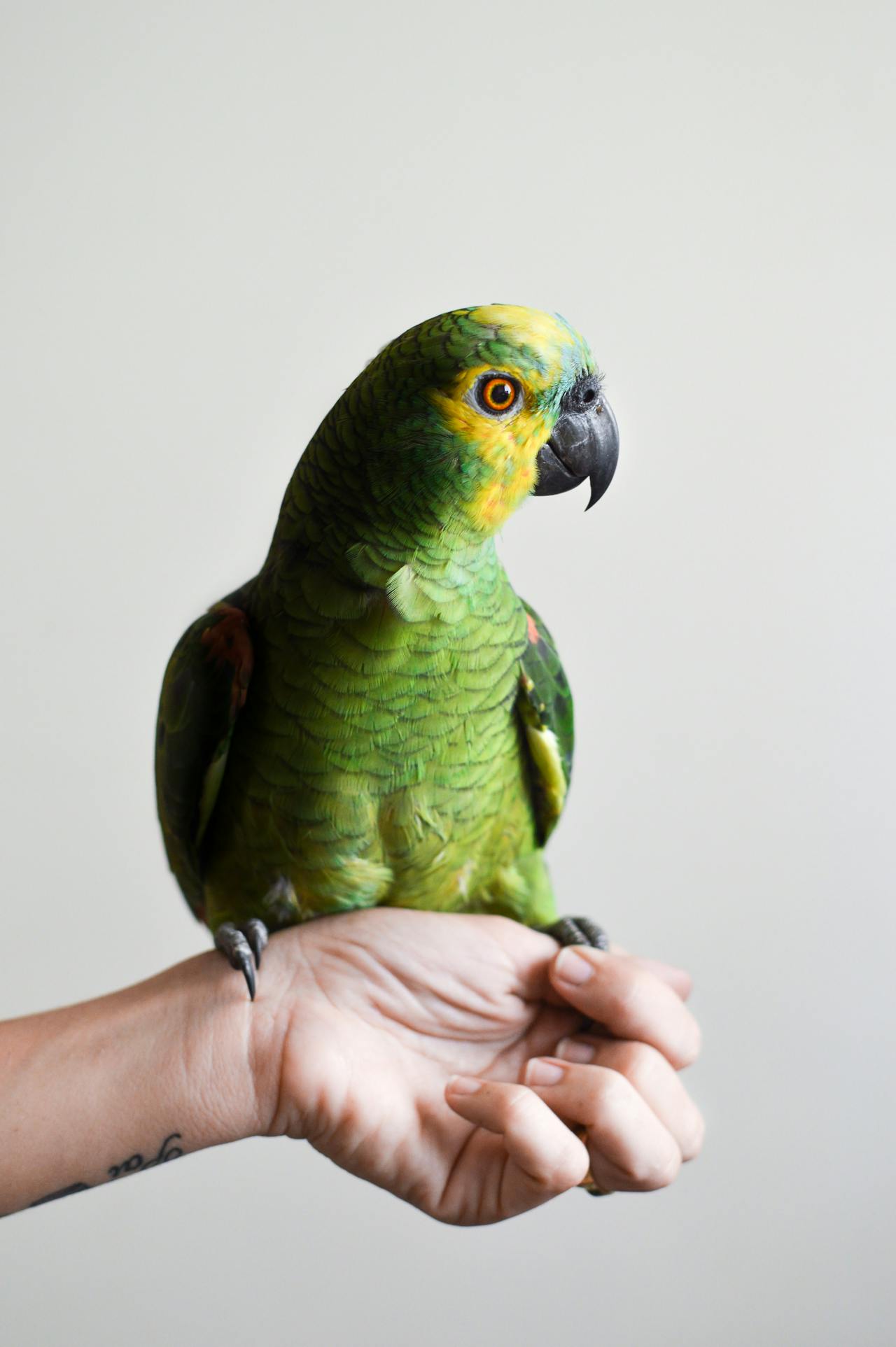 Newcastle Hunter Valley Bird Rescue