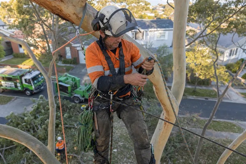 Tree Removal Newcastle